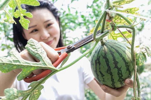 今日份摘瓜快乐图片大全,趣味图片大盘点