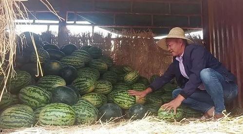 瓜农热门大瓜,揭秘瓜界风云录