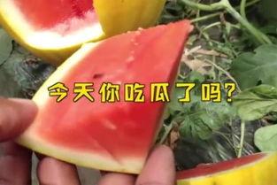 吃瓜热门大瓜国,一场全民参与的娱乐盛宴