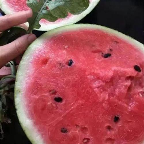海南有籽麒麟瓜今日价格,新鲜上市，品质保证