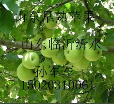 山东今日吊瓜价格表,市场行情一览