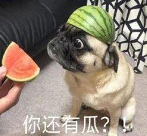 吃瓜大黑牛,揭秘娱乐圈的神秘面纱