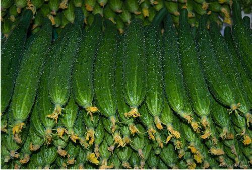 成都三叶瓜价格今日,市民购买更实惠