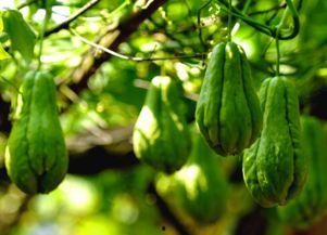 有关佛手瓜的热门音乐有哪些,盘点热门佛手瓜主题音乐