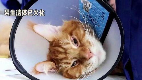 51今日热门吃瓜胖猫,揭秘吃瓜胖猫的趣味生活