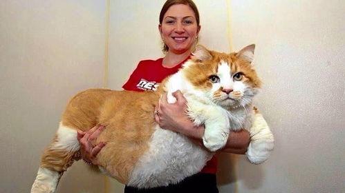 51今日热门吃瓜胖猫,揭秘吃瓜胖猫的趣味生活