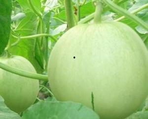 孕妇可以吃黑瓜吗,黑瓜的营养价值与食用建议