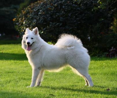 萨摩耶明星网红照片高清