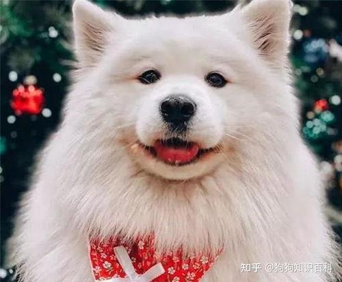 萨摩耶明星网红照片高清