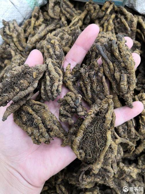 鸡瓜黄连今日价格行情