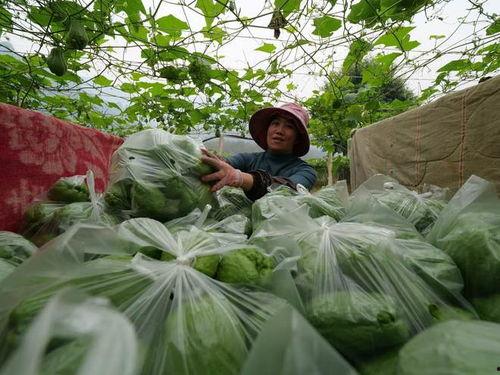 越南佛手瓜今日头条,今日头条聚焦的养生佳品，揭秘其独特魅力与食用方法”