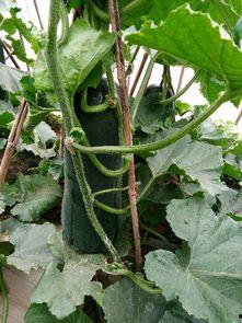 黑吊瓜能经常吃吗,适量食用，健康常伴