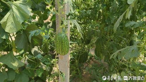 热门大瓜今日大瓜,揭秘娱乐圈最新劲爆事件！