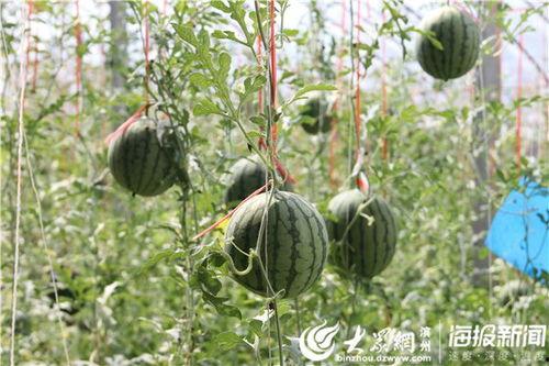 黑吃瓜视频,揭秘娱乐圈幕后真相，带你走进明星隐私世界