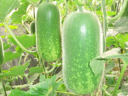 海外吃瓜 热门大瓜在线