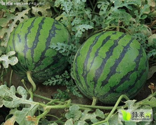 今日瓜价格5月10号,今日瓜价动态一览