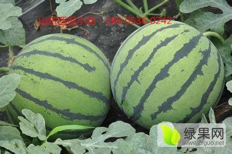 今日瓜价格5月10号,今日瓜价动态一览