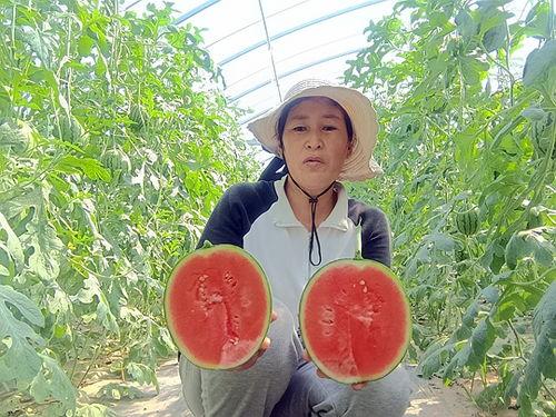 小吊瓜批发价今日,价格波动背后的市场动态”