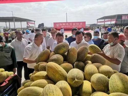 博发市场伽师瓜今日价格,价格行情一览”