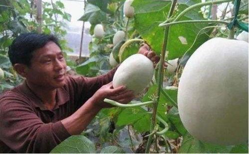 今日8点的瓜没了吗,揭秘娱乐圈最新热点，揭秘未完待续