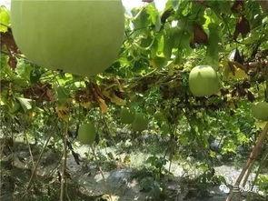 热门大瓜必看,必看精彩瞬间大盘点