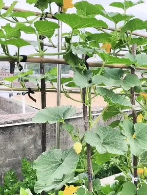 菜园里的小瓜热门歌曲,菜园里的旋律盛宴