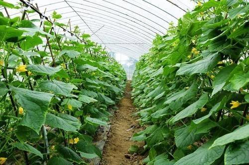 菜园里的小瓜热门歌曲,菜园里的旋律盛宴