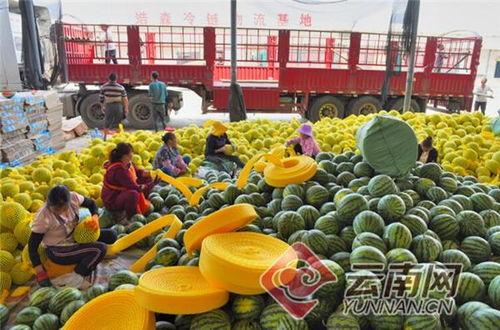 云南小瓜最新今日行情图片,价格波动与市场动态一览