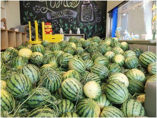 五一朝阳吃瓜今日最新,吃瓜群众聚焦最新热点事件