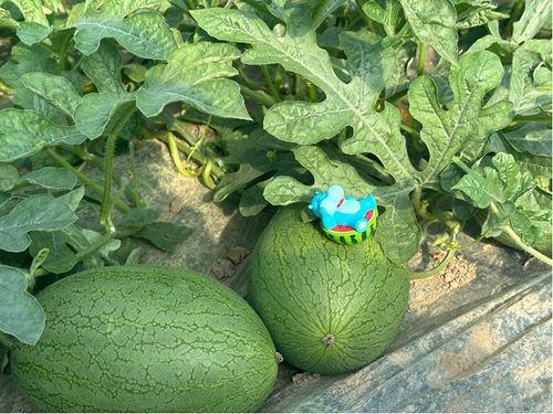 上海热门瓜,揭秘都市生活背后的精彩故事