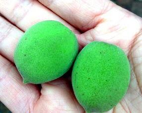 梦见吃鲜瓜解梦大便黑便,鲜瓜解梦与黑便预示的深层含义