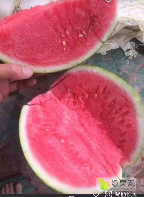 夏邑的什么瓜热门了,探寻瓜王争霸背后的热门之谜