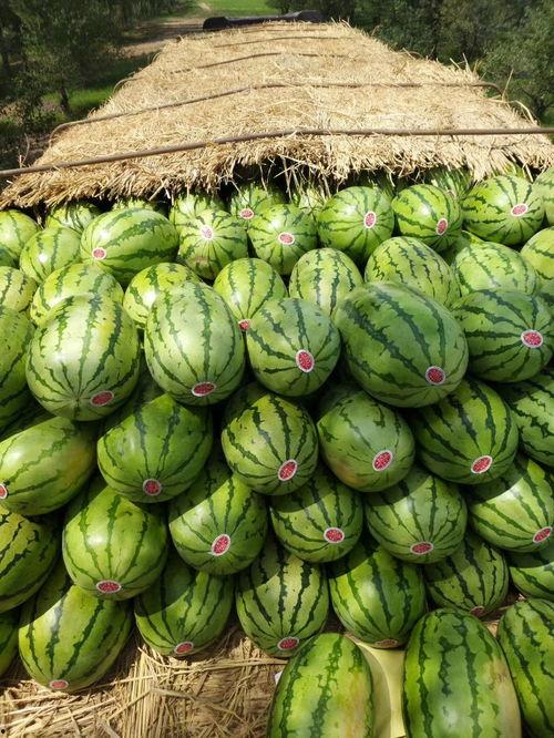 夏邑的什么瓜热门了,探寻瓜王争霸背后的热门之谜