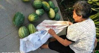 近期热门焦作吃瓜事件,揭秘网络热议背后的真相与反思