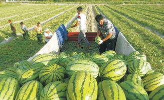 邹庄大瓜上热门
