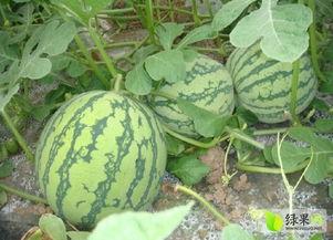 上热门江苏的瓜,揭秘背后真相与热议焦点