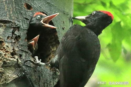 黑守瓜能给鸟吃吗图片欣赏,探索鸟类眼中的独特美味