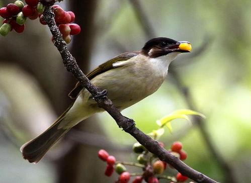 黑守瓜能给鸟吃吗图片欣赏,探索鸟类眼中的独特美味